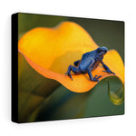 Load image into Gallery viewer, Poison Dart Frog
