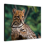 Load image into Gallery viewer, Ocelot
