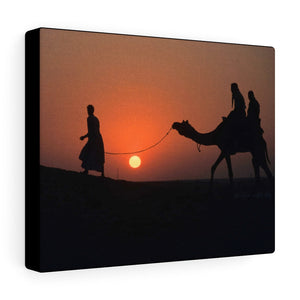 Camel Sunsets