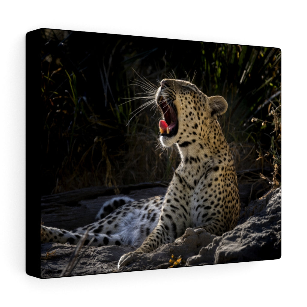 Yawn of a Leopard