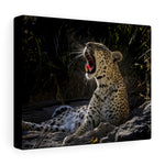 Load image into Gallery viewer, Yawn of a Leopard
