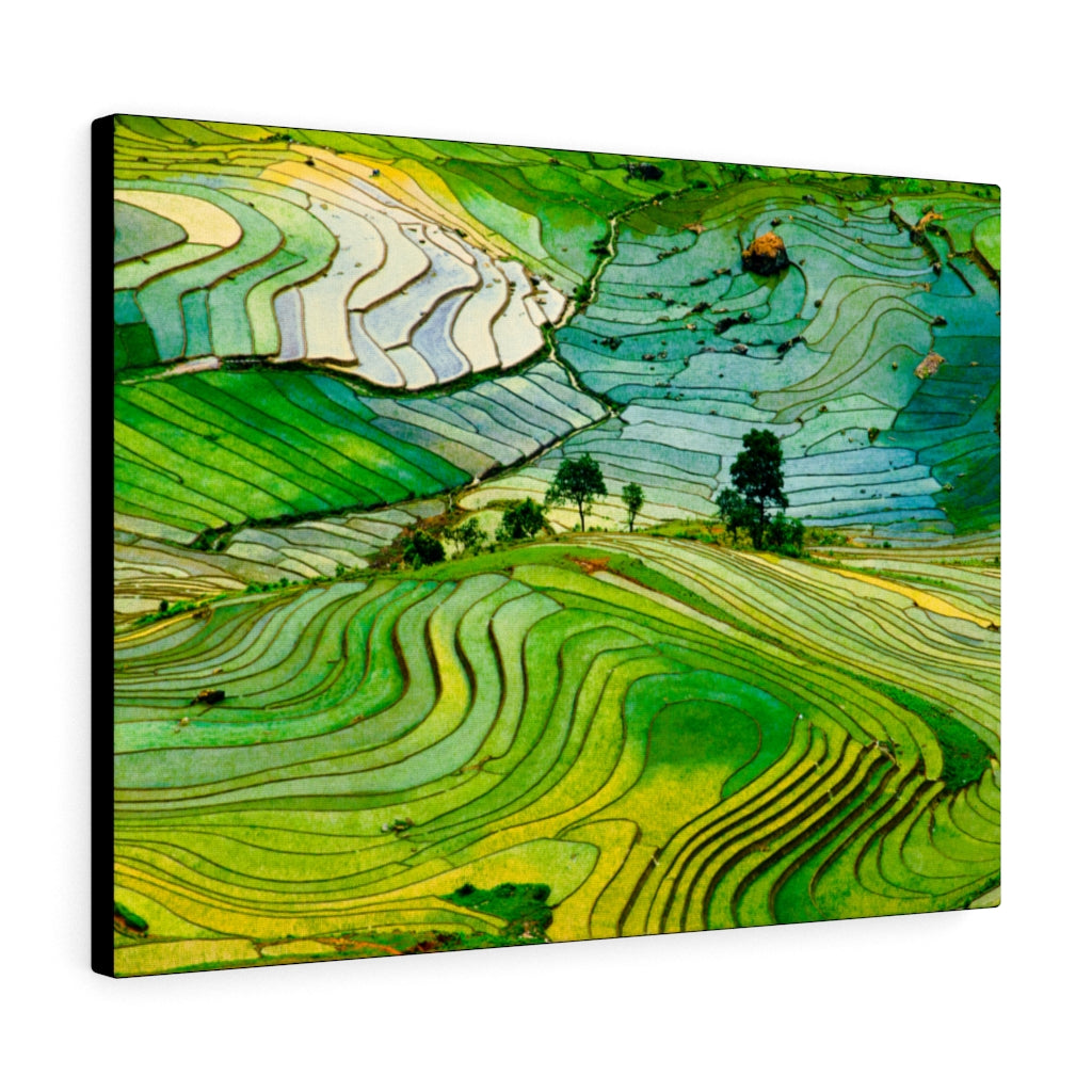 Rice Fields in Province, Vietnam