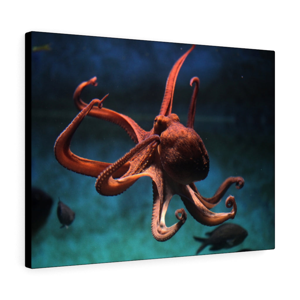 North Pacific Giant Octopus