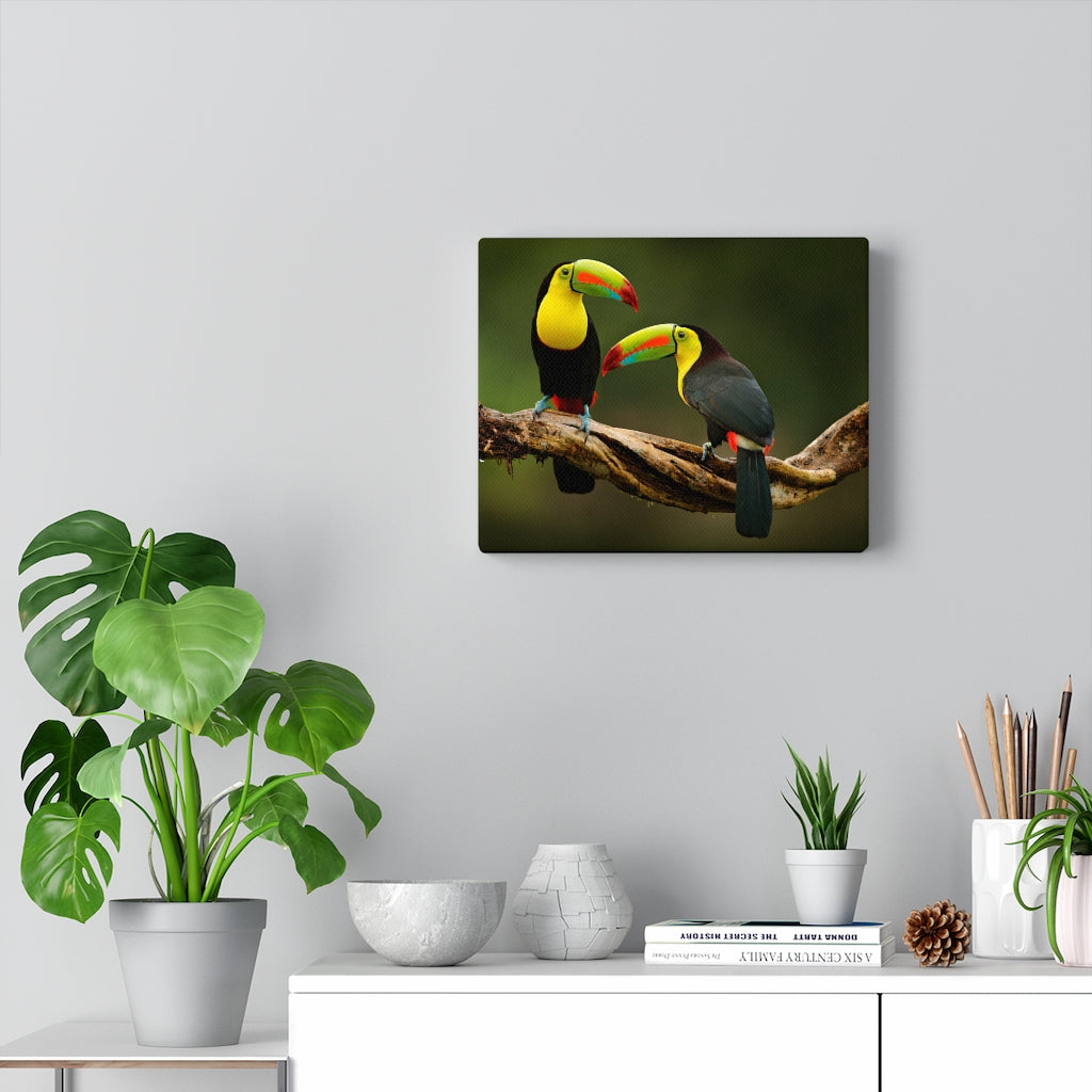 Keel-Billed Toucans