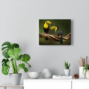 Keel-Billed Toucans