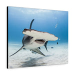 Load image into Gallery viewer, Hammerhead Shark
