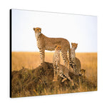 Load image into Gallery viewer, Cheetahs
