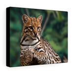 Load image into Gallery viewer, Ocelot
