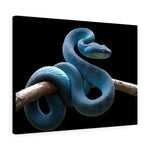 Load image into Gallery viewer, Blue Viper Snake
