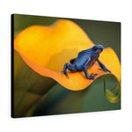 Load image into Gallery viewer, Poison Dart Frog

