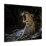 Load image into Gallery viewer, Yawn of a Leopard
