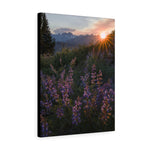 Load image into Gallery viewer, Lupines
