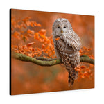 Load image into Gallery viewer, Ural Owl
