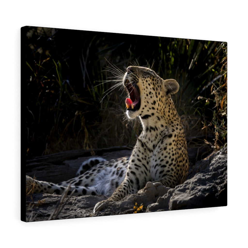 Yawn of a Leopard