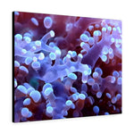 Load image into Gallery viewer, Euphyllia Frogspawn Coral
